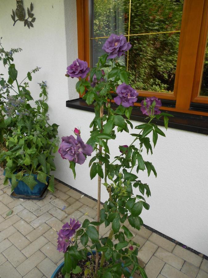 Ferienwohnung Im Harz-Haus-Bruns Клаусталь-Целлерфельд Экстерьер фото